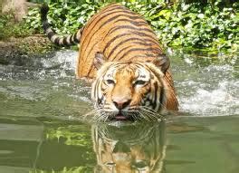 Durgavati Tiger Reserve - GKToday