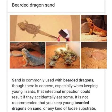 Bearded Dragon Sand Sand Is Commonly Used With Bearded Dragons Though