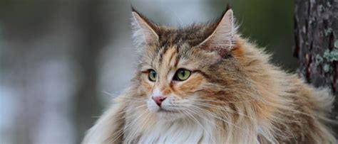 Orange Norwegian Forest Cat