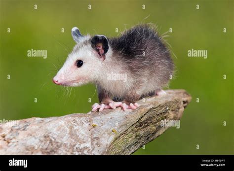 El Tlacuache Didelphis Virginiana Howell Nature Center Michigan