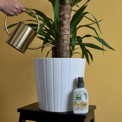 Pokon Bio Palm Voeding Ml