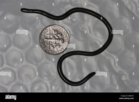 Tiny Brahminy Blind Snake Introduced Into Florida From Southeast Asia