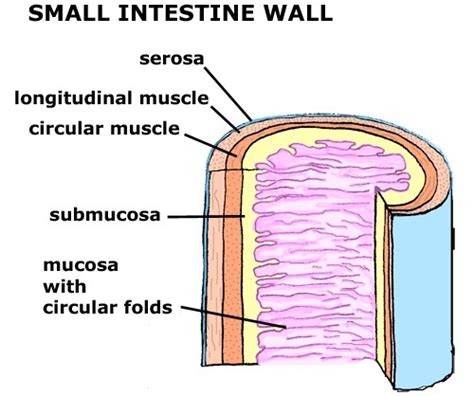 Digestive System Labeling Flashcards Quizlet