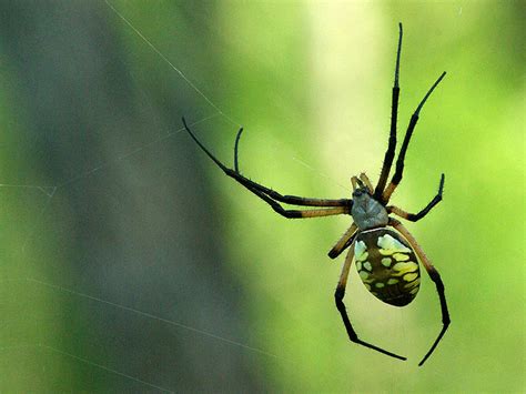 Black and Yellow Garden Spider – Huge – DFW Urban Wildlife