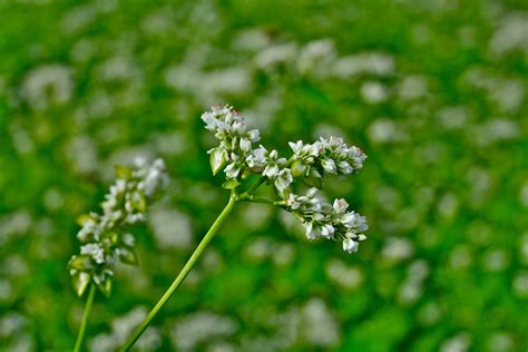 Beneficial Buckwheat - Lewis Ginter Botanical Garden
