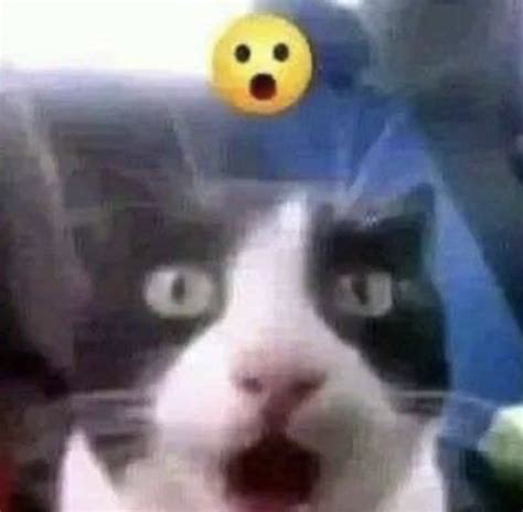 shocked cat Blank Template - Imgflip