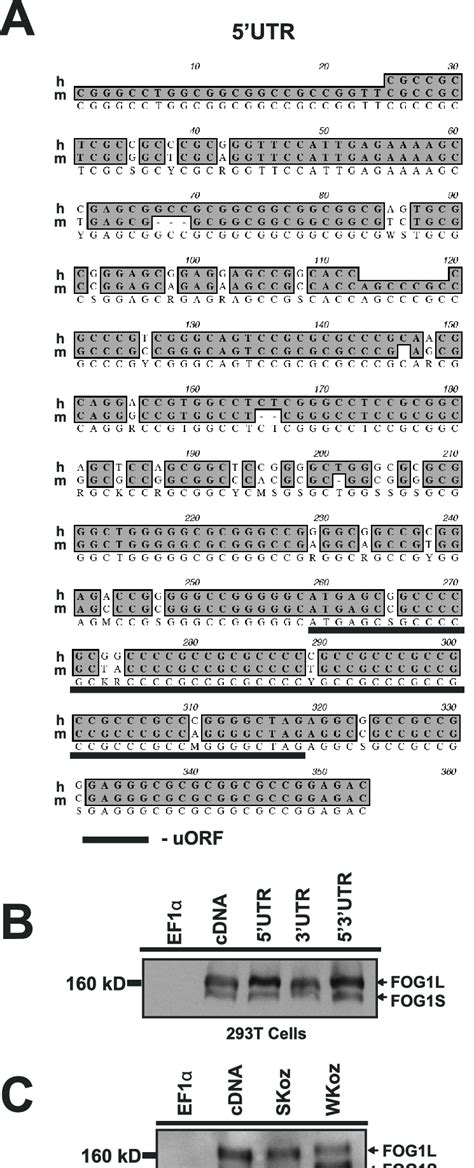 Conserved 5-UTR and Kozak sequence modulate isoform production. A,... | Download Scientific Diagram