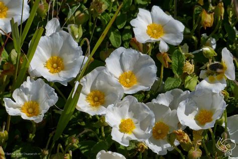 Cistus salviifolius Salbeiblättrige Zistrose