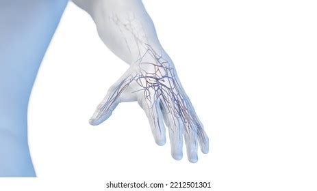 D Rendered Medical Illustration Vascular Anatomy Stock Illustration