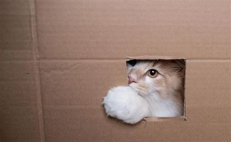 Descubre Por Qué Los Gatos Adoran Las Cajas Y Cómo Aprovecharlo