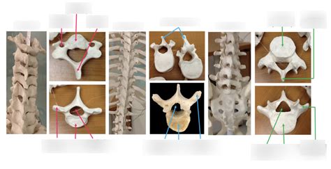 Axial Skeleton Vertebral Column And Structure 2 Diagram Quizlet