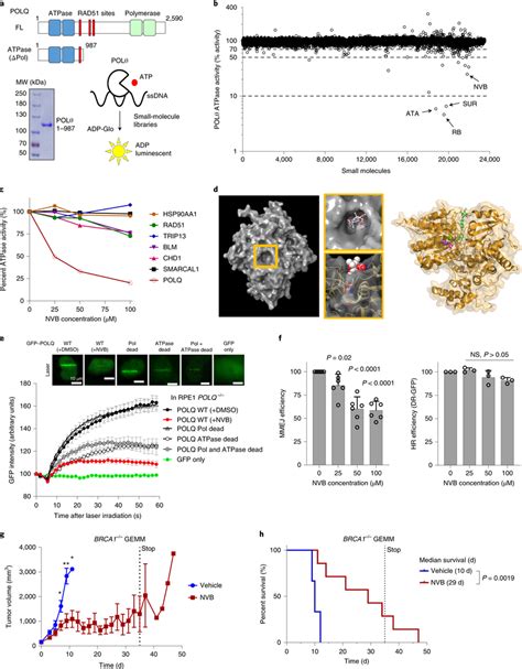 A small molecule screen identifies NVB as a specific POLθ ATPase