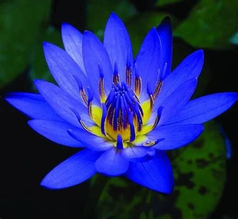 Blue Lotus Flower In India Home Alqu