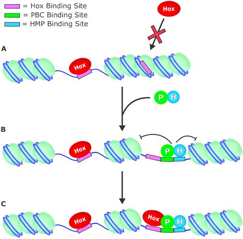 Pbc And Hmp Can Provide Hox Factors Access To Targets A Evidence Download Scientific Diagram