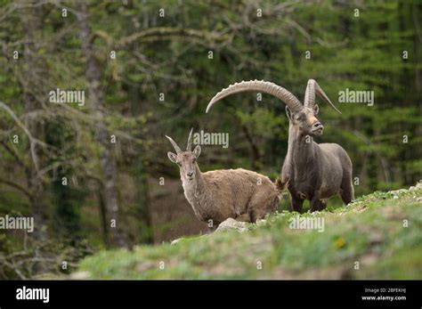 alpine ibex  big horns   forest background stock photo alamy
