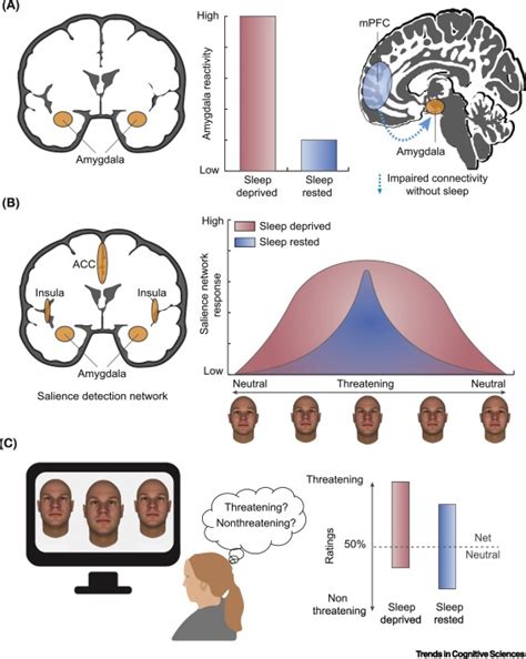 Sleep Loss And The Socio Emotional Brain Trends In Cognitive Sciences