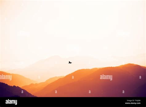 Eagle soaring mountains hi-res stock photography and images - Alamy