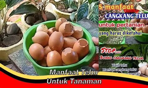 Manfaat Asam Amino Untuk Tanaman Pertumbuhan Produktivitas