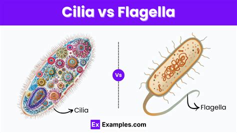 Cilia Vs Flagella Differences Explained With Examples