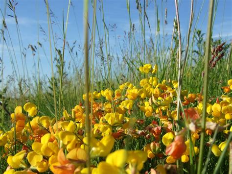 Birds Foot Trefoil Plantlife