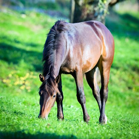 Transitioning Your Horse From Winter Hay To Spring Pasture Kpp