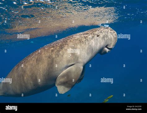 Dugong australia Fotos und Bildmaterial in hoher Auflösung Alamy