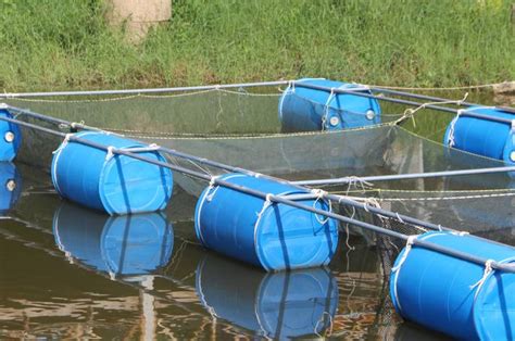 Cara Budidaya Ikan Lele Di Kolam Terpal Untuk Pemula Mudah Dan Murah