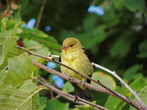 Scarlet Tanager. RP Sept 22 2015 – My Bird of the Day