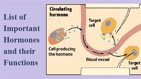 List Of Hormones In Human Body And Their Functions