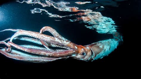 Extremely rare footage shows sea creature off the coast of Japan | CNN