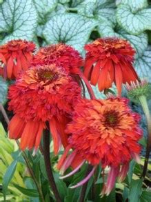 Je Wka Purpurowa Echinacea Hot Papaya Sadzonka Cena Z