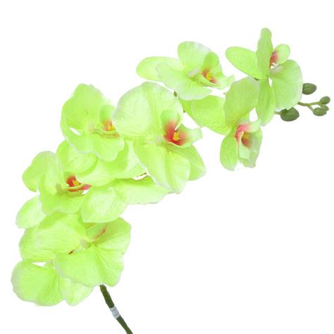 Ebern Designs Orchids Stems Bushes And Sprays Arrangement Wayfair Canada