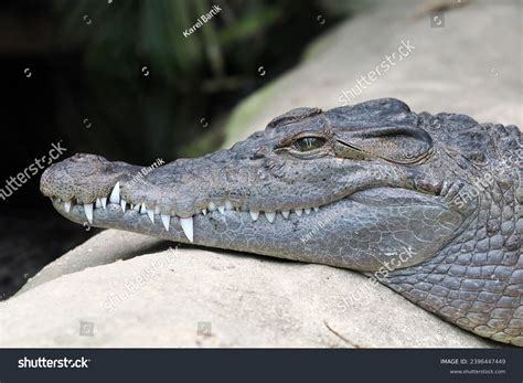 Philippine Crocodile Crocodylus Mindorensis Known Mindoro Stock Photo