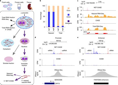 Development Of Net Cage A Schematic Of Nascent Rna Isolation In The