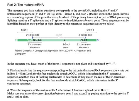 GET ANSWER Texts Part 2 The Mature Mrna The Sequence You Have Written
