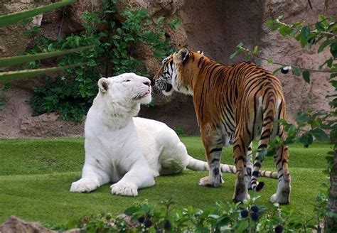 38 best images about Albino tigers on Pinterest | Golden tiger, Animal ...