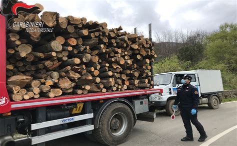 Il Bilancio Dei Carabinieri Forestali Di Cosenza Oltre Mila