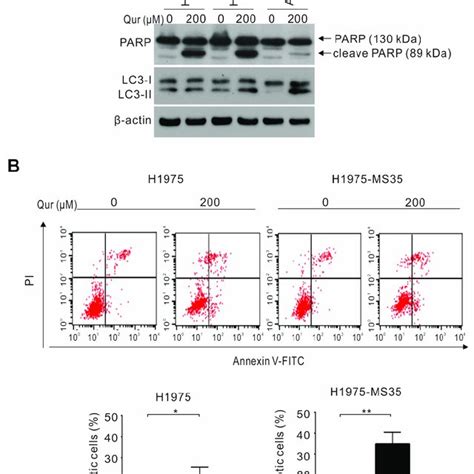 Effects Of Quercetin On Apoptosis And Autophagy Induction In Nsclc