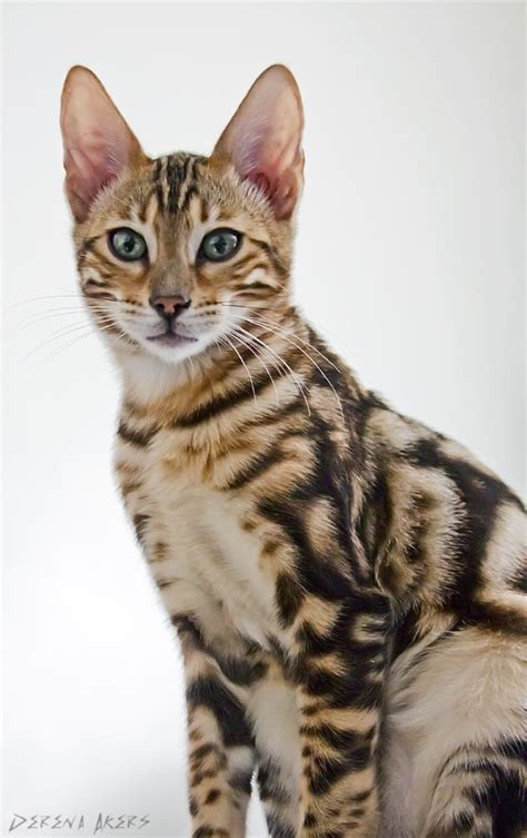 Bengal cats/kittens and their antics! | Bengal kitten, Beautiful cats ...