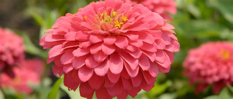 Zinnias: The Hardest-Working Flower in the Summer Garden | Chicago ...