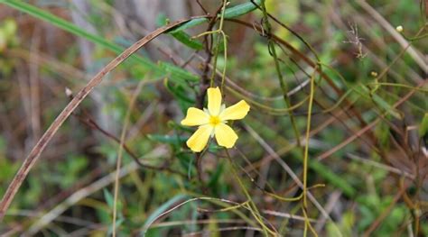 21 Plants Completely Native to the Florida Everglades