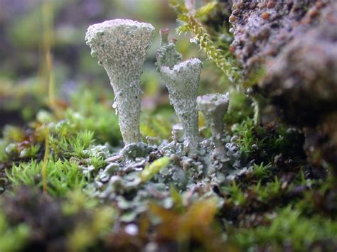 Fungi And Lichens Free Stock Photo Public Domain Pictures