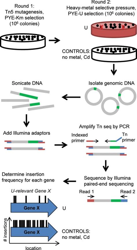 Transposon Mutagenesis Paired With Deep Sequencing Of Caulobacter