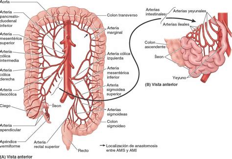 V Sceras Abdominales Enfermer A