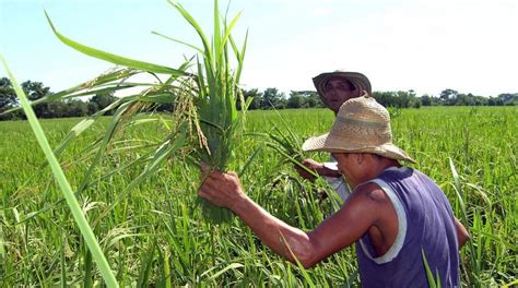 El Ministerio De Agricultura Se Compromete Con El Sector Arrocero