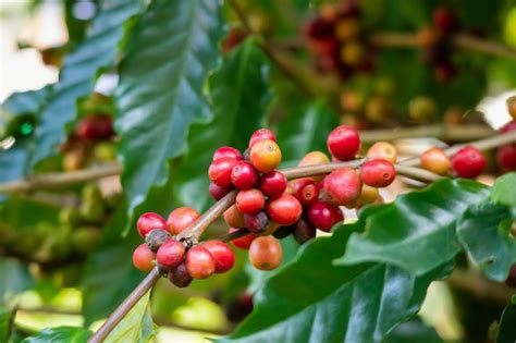 Premium Photo | Coffee beans plantation