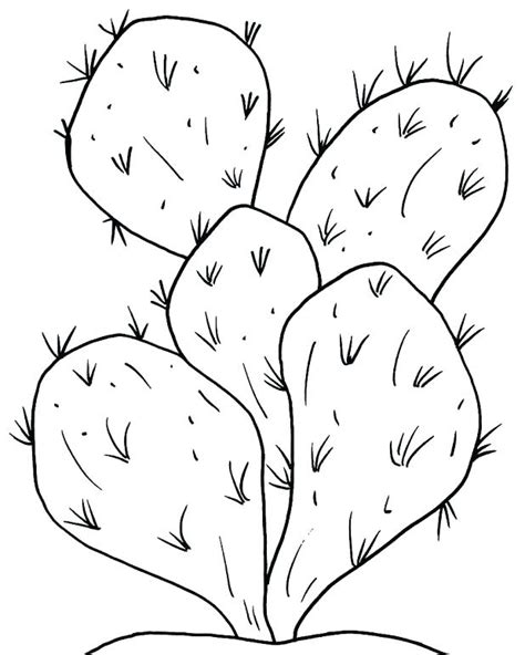 Desert Plants Coloring Pages At Getdrawings Free Download