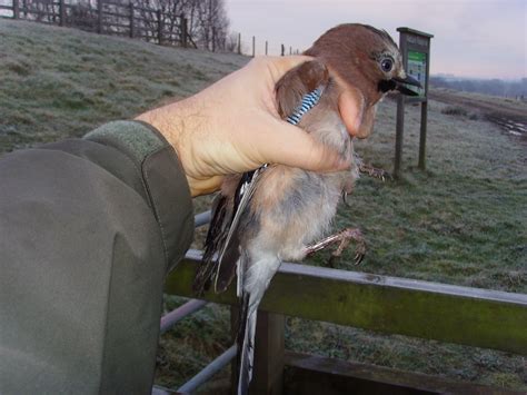 Linacre Blogger: Ringing tick at the Avenue - 29th January 2012