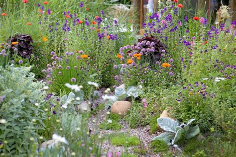 20 Of The Best Perennial Plants And Flowers Bbc Gardeners World Magazine