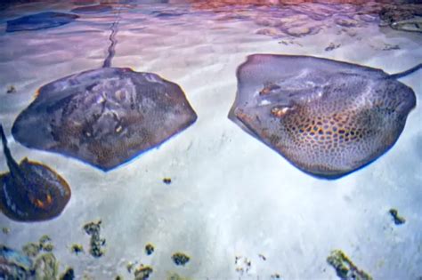 Freshwater Stingray - Complete Species Profile & Care Guide